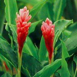 GINGER OIL - zingiber officinale - 100% Pure - 5ml