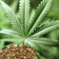 HEMP SEED OIL - - sativa - Cold Pressed - 100 ml bottle