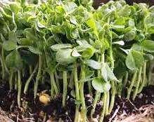 MAPLE PEAS - - Pisum Sativium - Natural & Untreated - Microgreens