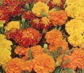 MARIGOLD BONITA MIX - Untreated Edible Flower Seeds - 5g