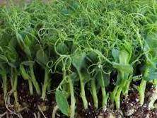 Green peas -    Seeds Untreated - For Microgreens