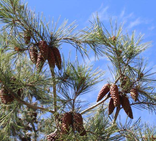 PINE OIL (NEEDLE) - Pinus sylvestris - 30ml
