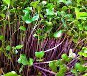 PURPLE KOHLRABI SEEDS - Brassica Oleracea  - Microgreens