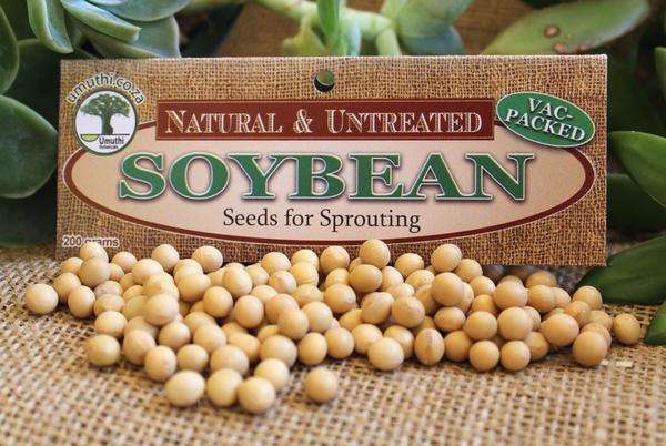 SOYA (SOY) BEANS -Sprouting Seeds - Glycine Max - Natural & Untreated - Microgreens - 200g Vac Pack