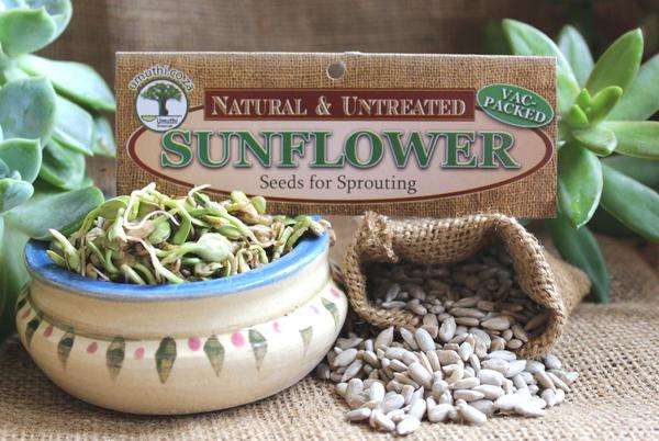 SUNFLOWER SEEDS -Sprouting Seeds - Helianthus Annuus - Natural & Untreated - Mic... - 150 g Vac Pack