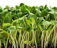 SUNFLOWER SEEDS (Black & White) - Helianthus Annuus - CONVENTIONAL - GMO - Microgreens