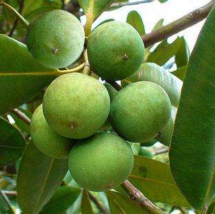 Tamanu Oil - Calophyllum inophyllum