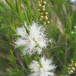 TEA TREE OIL (COMMON) - Melaluca alternifolia - 10ml