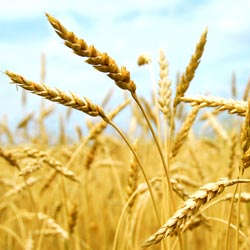 WHEATGERM OIL - Triticum vulgare - 100% Pure Cold-Pressed - 500 ml bottle