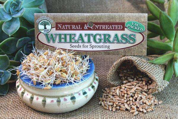 WHEATGRASS SEEDS - Sprouting Seeds - Triticum Aestivum - Natural & Untreated - Microgreens - 1kg