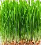 WHEATGRASS SEEDS - Microgreen Seeds - GMO - Conventional Triticum Aestivum -  Untreated - Microgr...