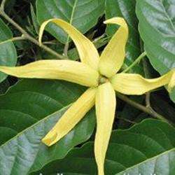 YLANG-YLANG OIL (TOP GRADE 1)  Cananga odorata - 30ml