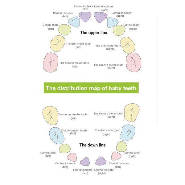 Baby Tooth Keepsake Box - For Girl