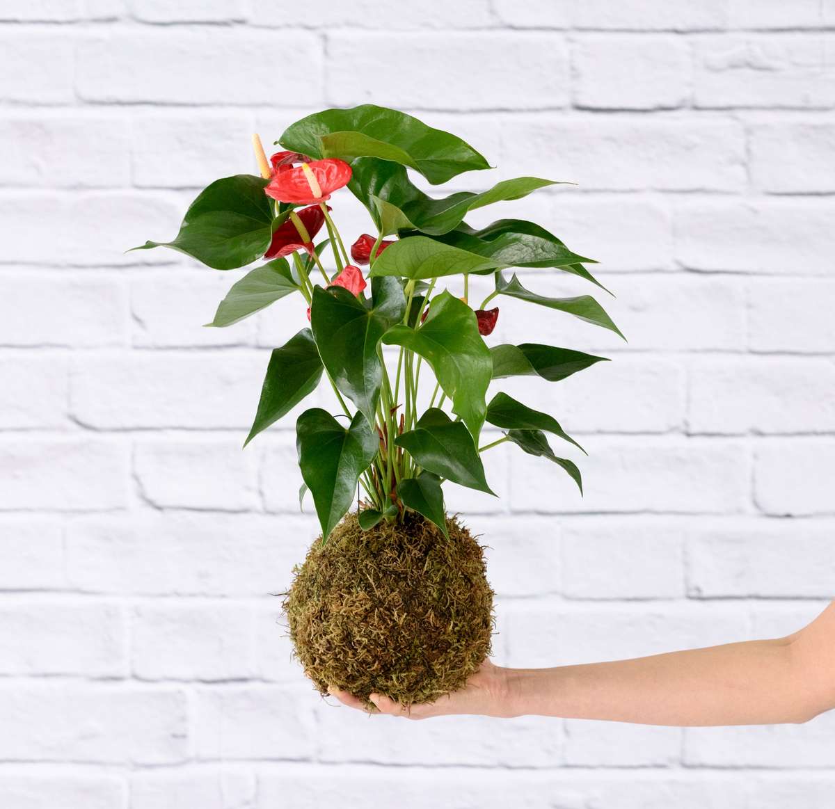 Anthurium Mossball - Red