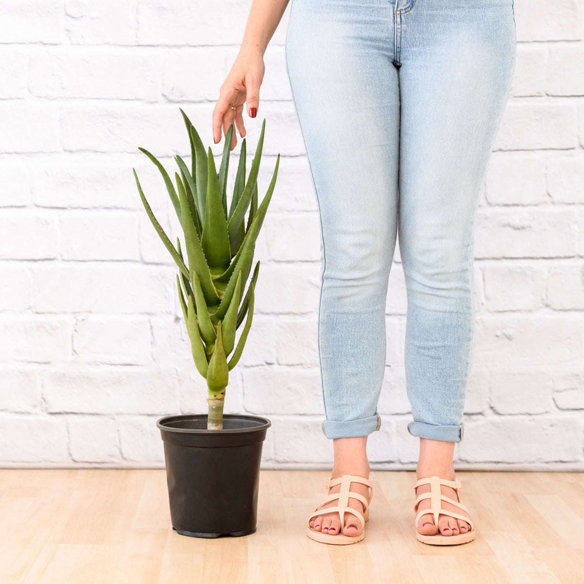 Aloe Masada - 19cm Nursery Pot