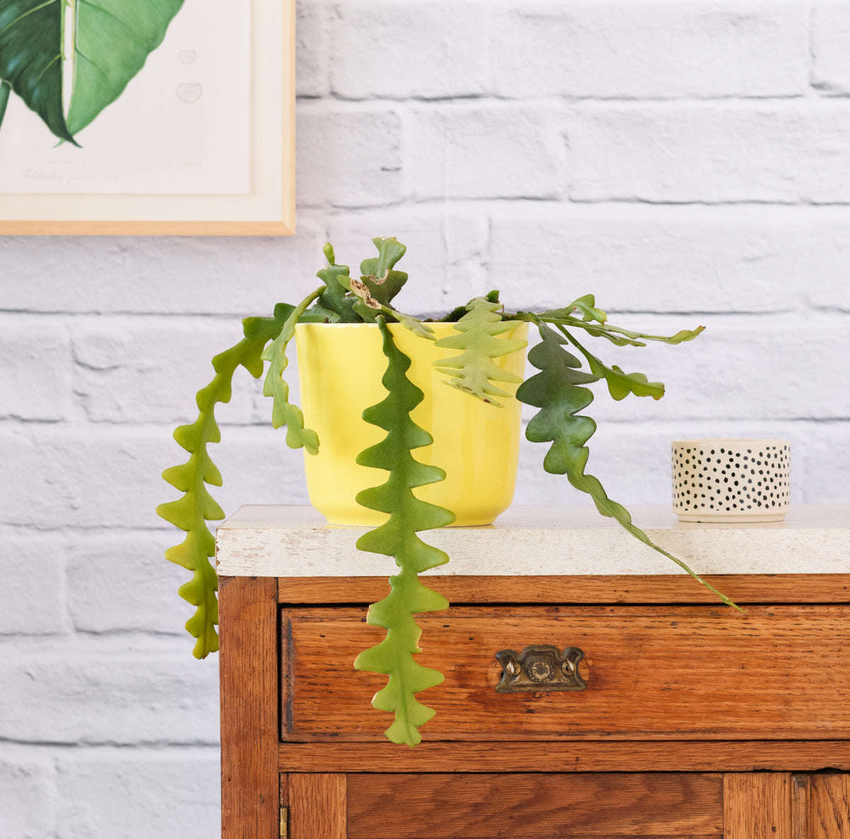 Fishbone Cactus - in 15cm Nursery Pot (excl. Pot)