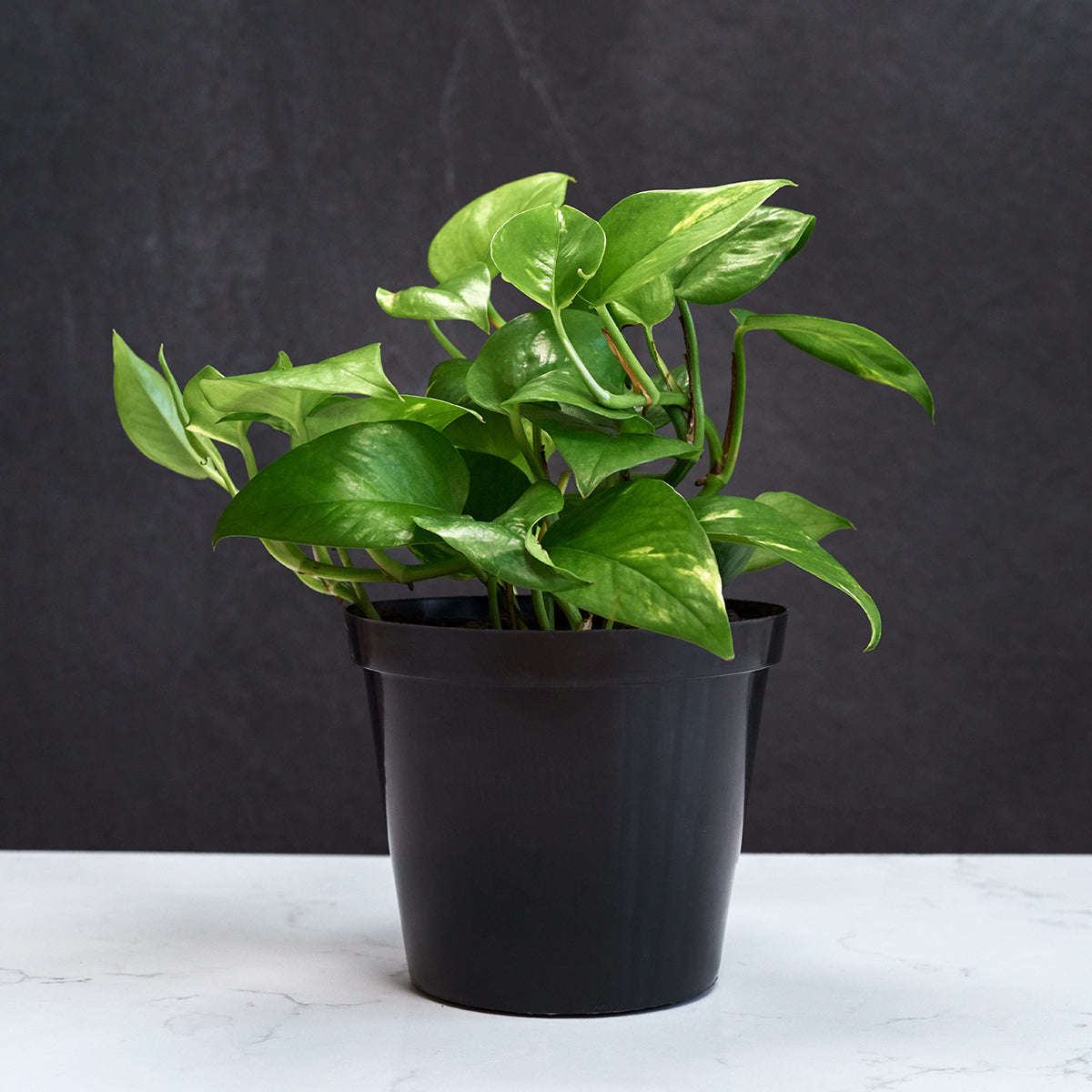 Golden Pothos - 15cm Nursery Pot