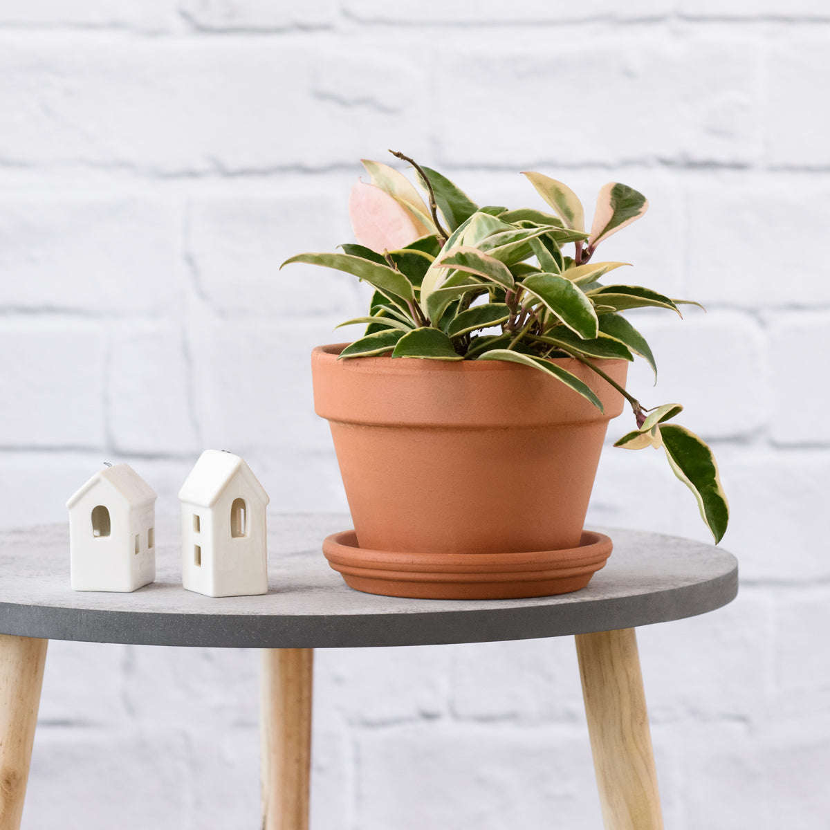 Hoya Krimson Queen - in 17cm Azalea Terracotta with saucer