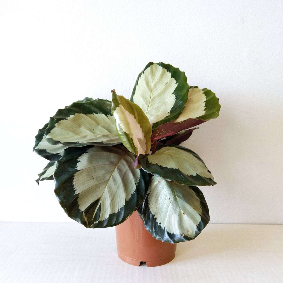 Calathea Tanya