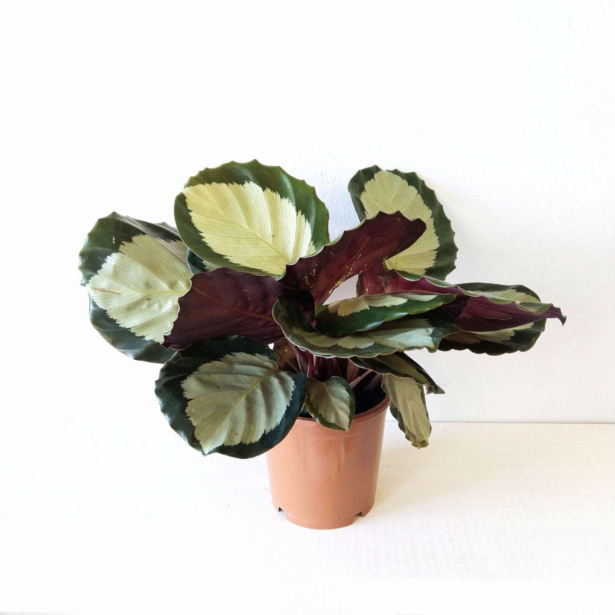 Calathea Tanya