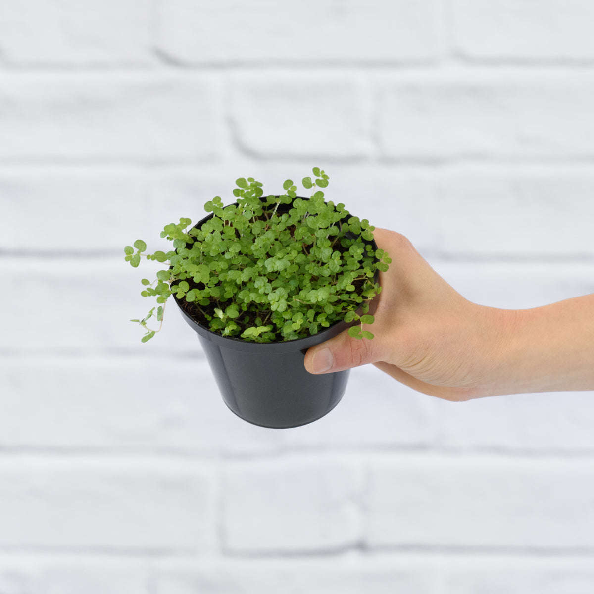 Peace in the Home - 10cm Nursery Pot