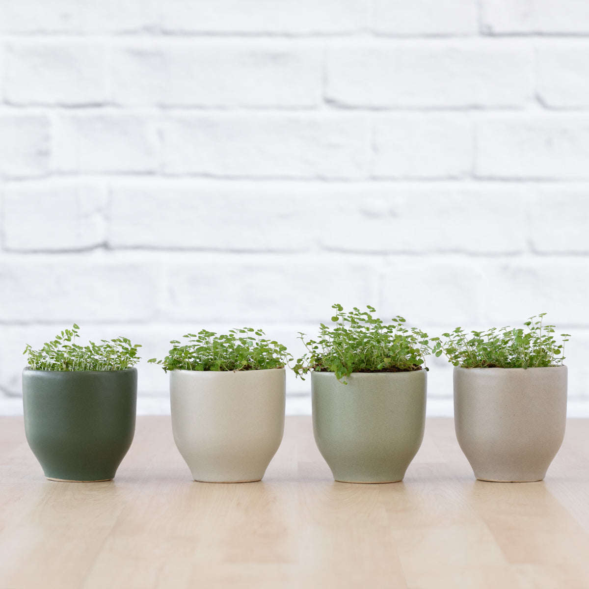 Peace in the Home - in Olive Green Calandiva