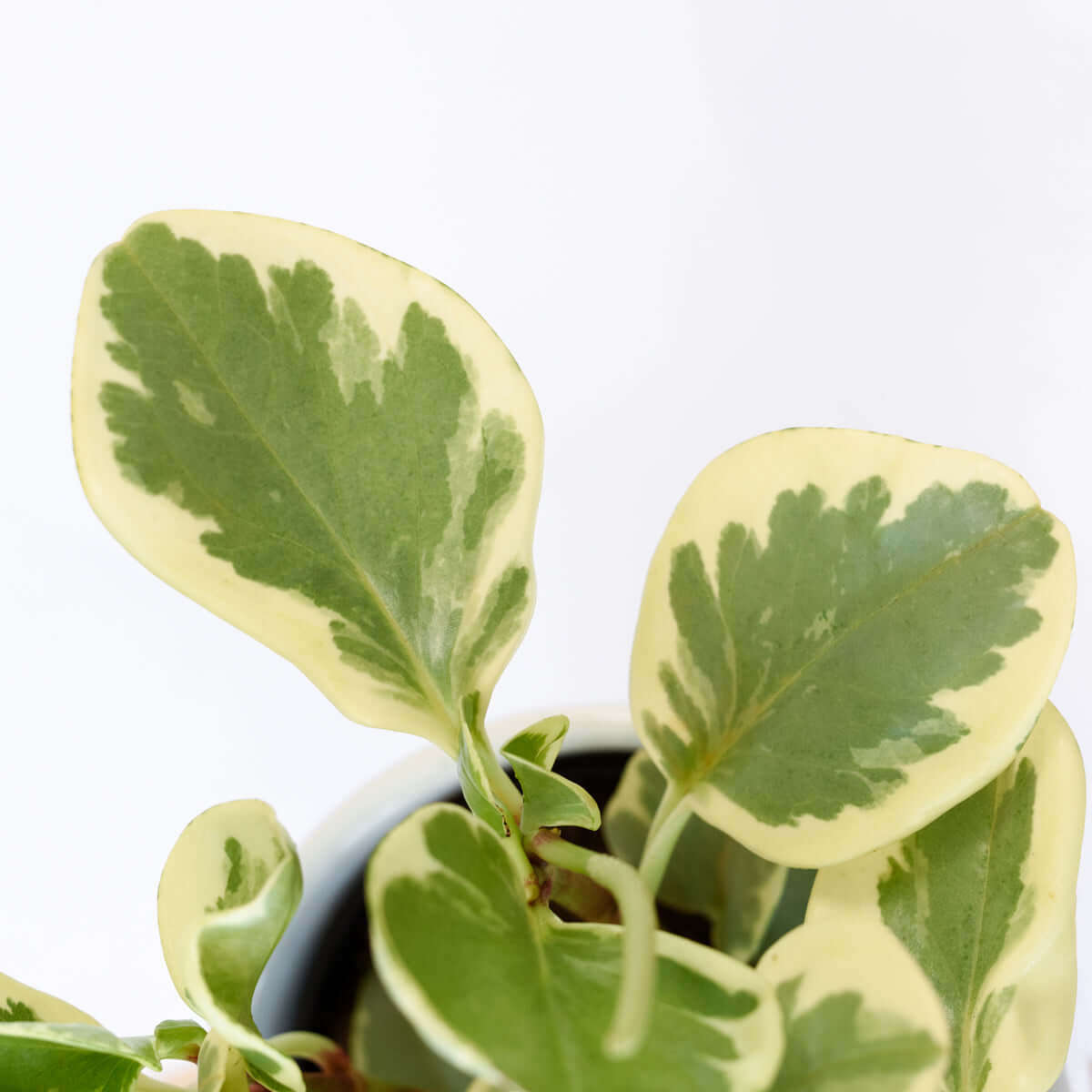 Baby Rubber Plant - Variegated - 14cm Nursery Pot