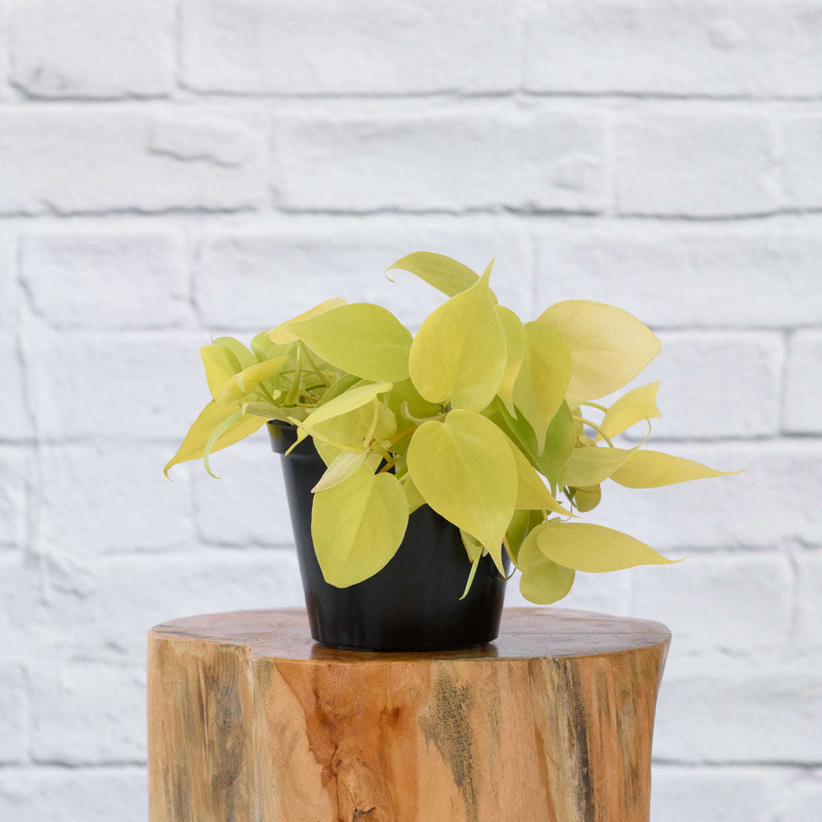 Philodendron Neon - 14cm Nursery Pot
