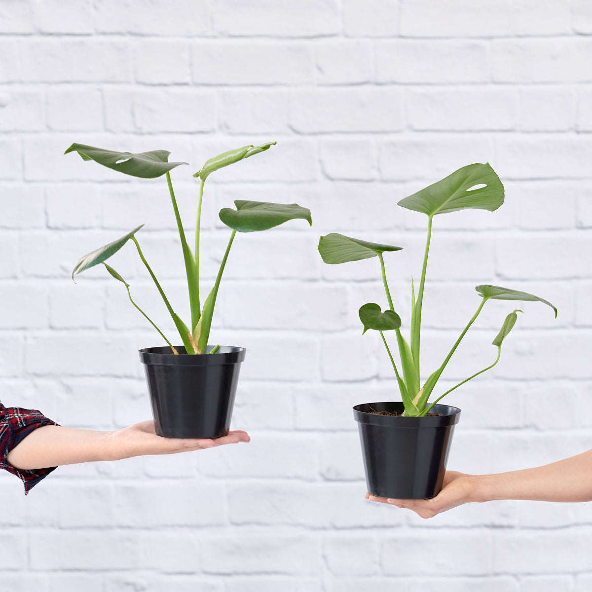 Delicious Monster - 15cm Nursery Pot