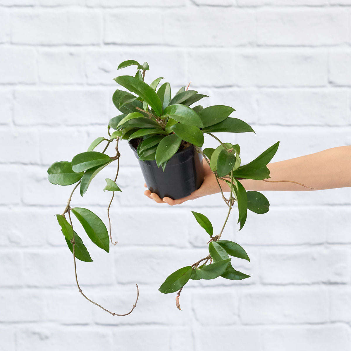 Hoya Carnosa - 16cm Nursery Basket