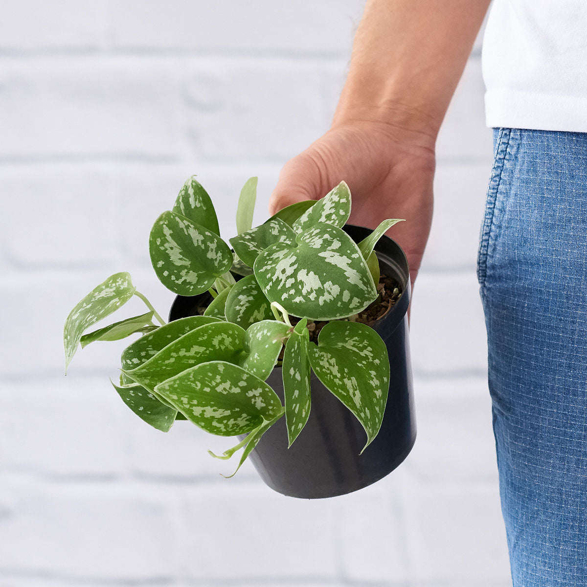 Pothos - Pictus - 15cm Nursery Pot