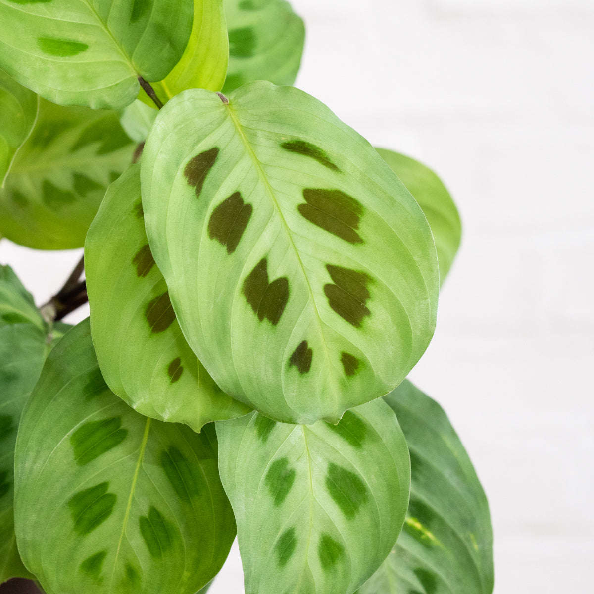 Prayer Plant - Kerchoveana