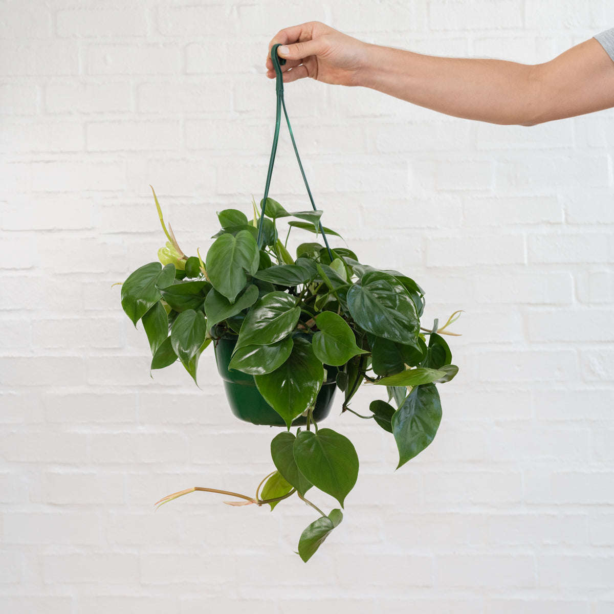 Heart Leaf Philodendron - Hanging Basket - 20cm Hanging Basket