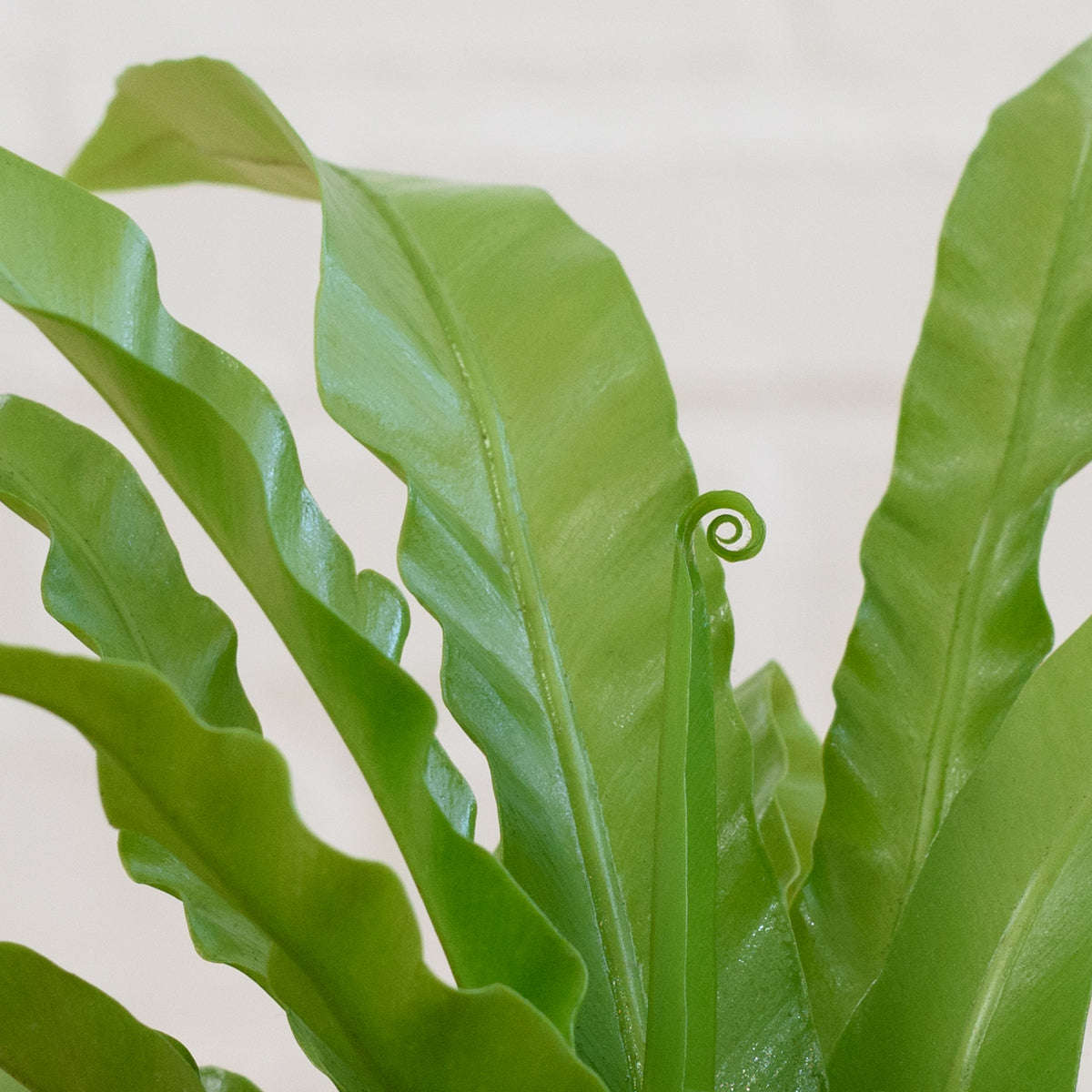 Birds Nest Fern - 12cm
