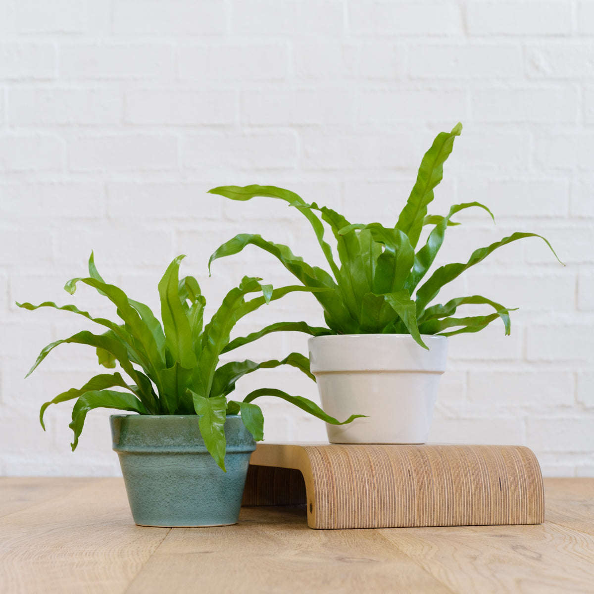 Birds Nest Fern - 12cm