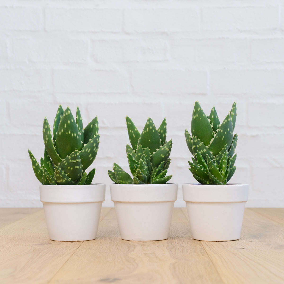 Jewelled Aloe - in 10cm White Glazed Pot