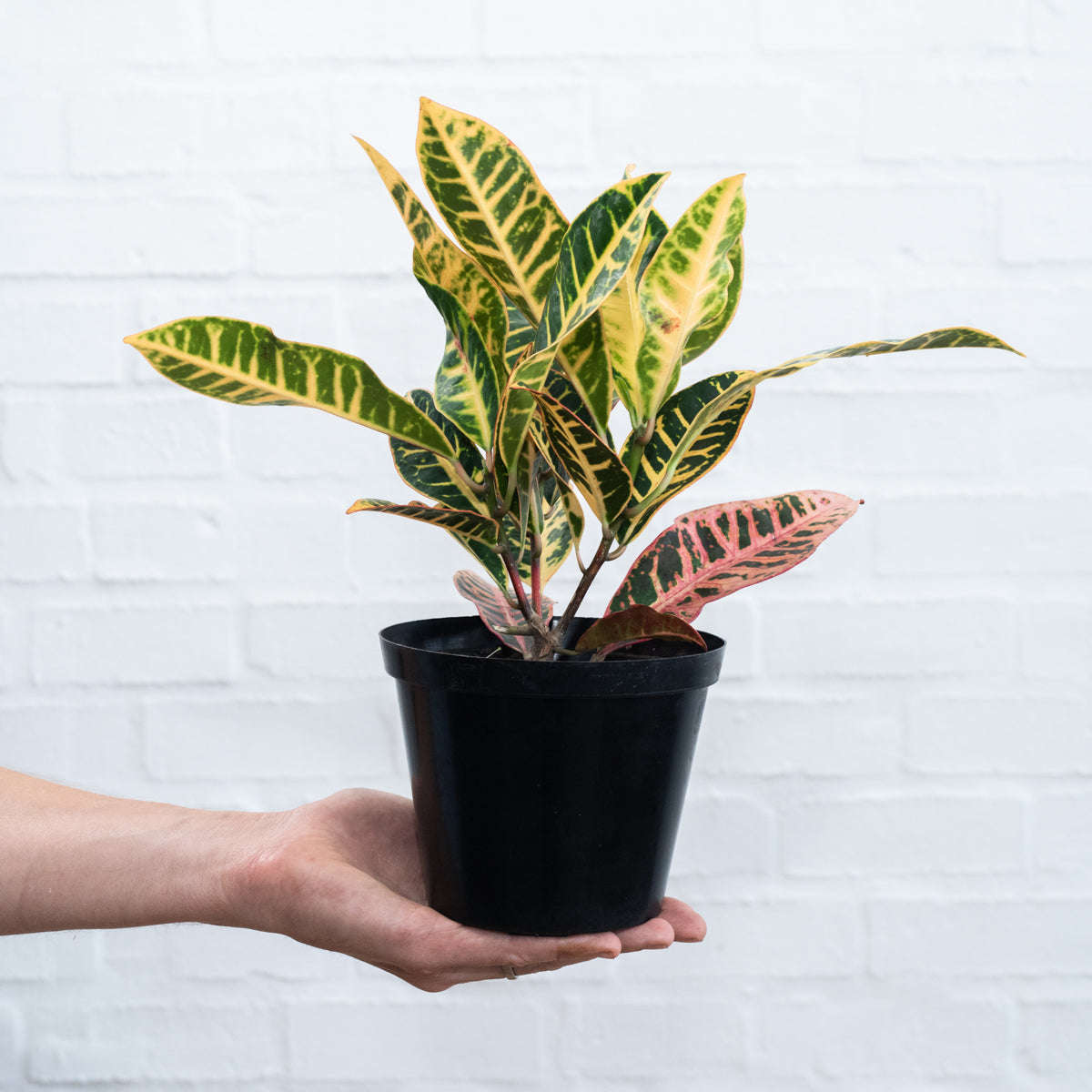 Croton - in 15cm Nursery Pot