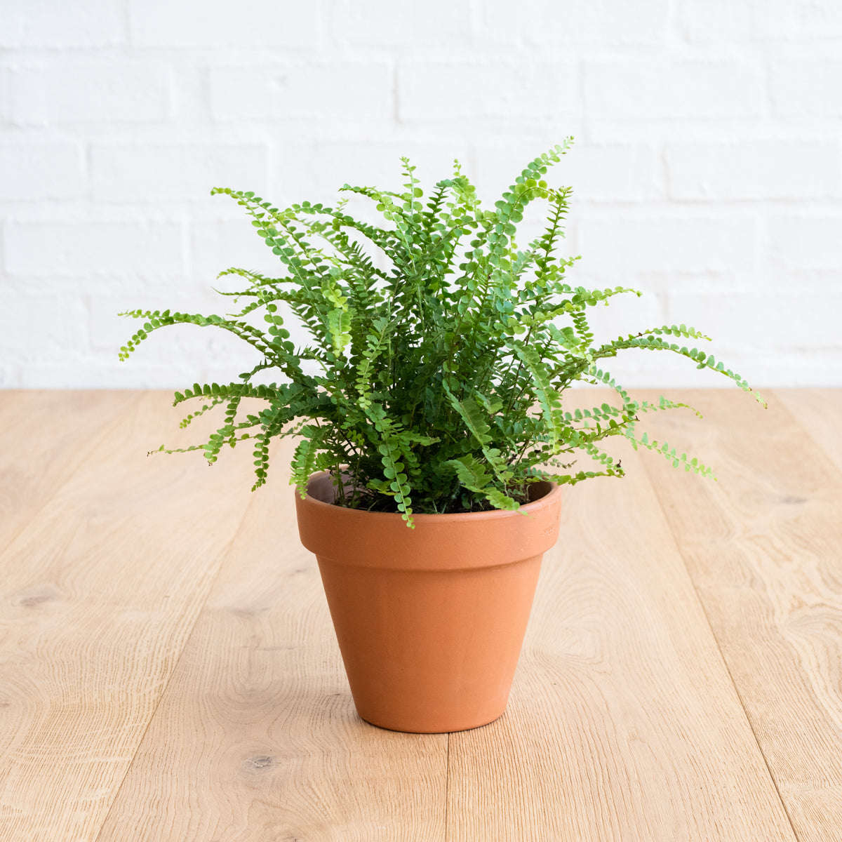 Lemon Button Fern