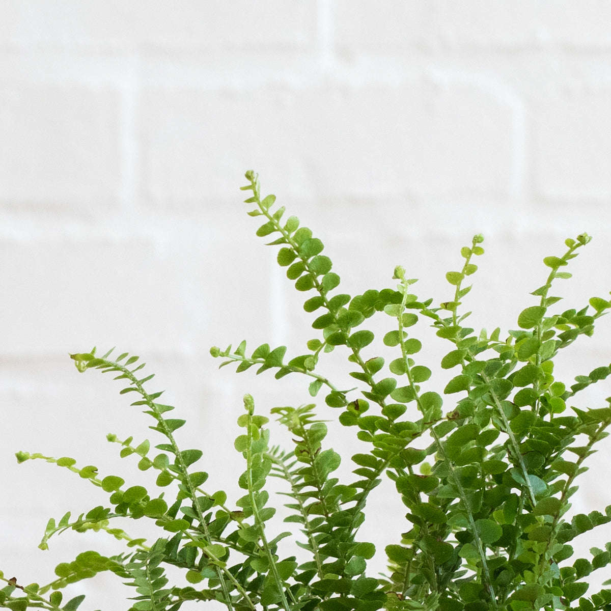 Lemon Button Fern