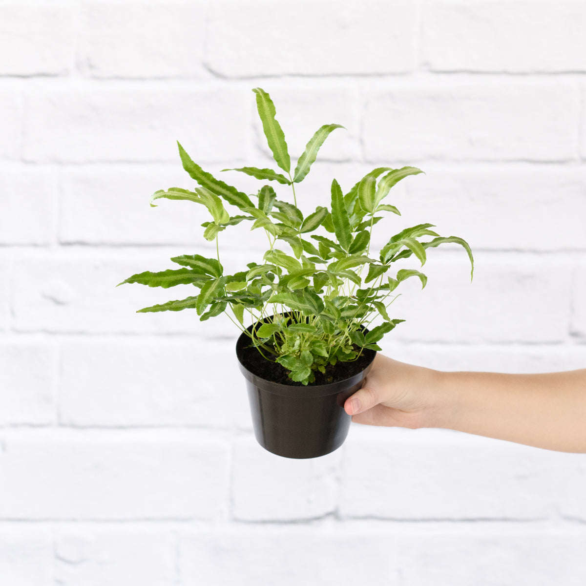 Cretan Brake Fern - 12cm Nursery Pot
