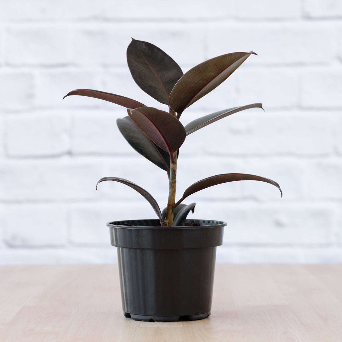 Rubber Tree - Abidjan - 14cm Nursery Pot