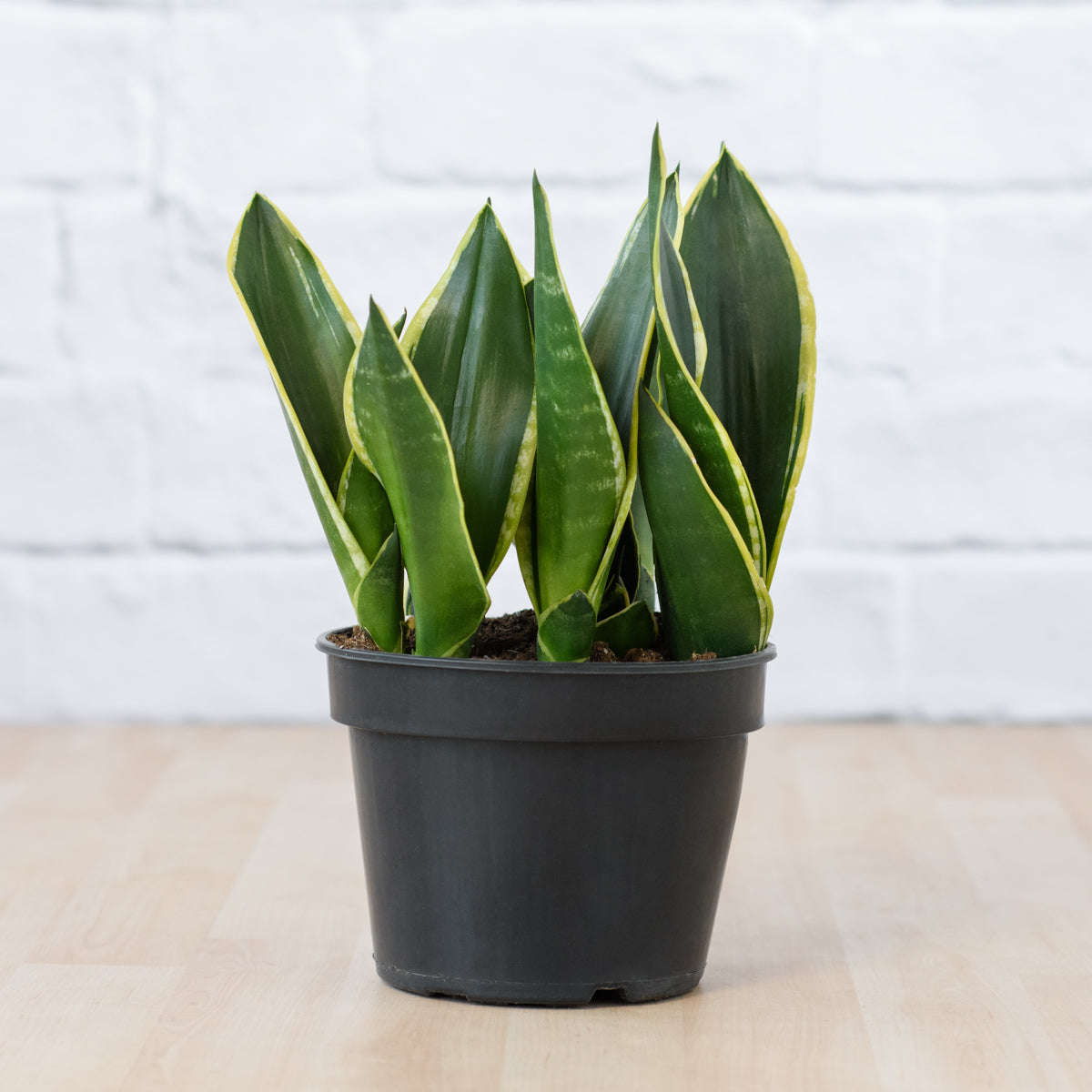 Mother in Law's Tongue - Black Gold - in 17cm Nursery Pot