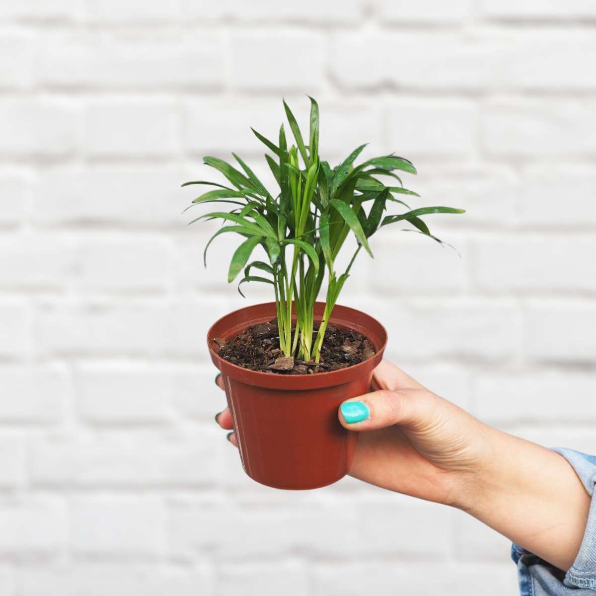 Love Palm - 10cm Nursery Pot