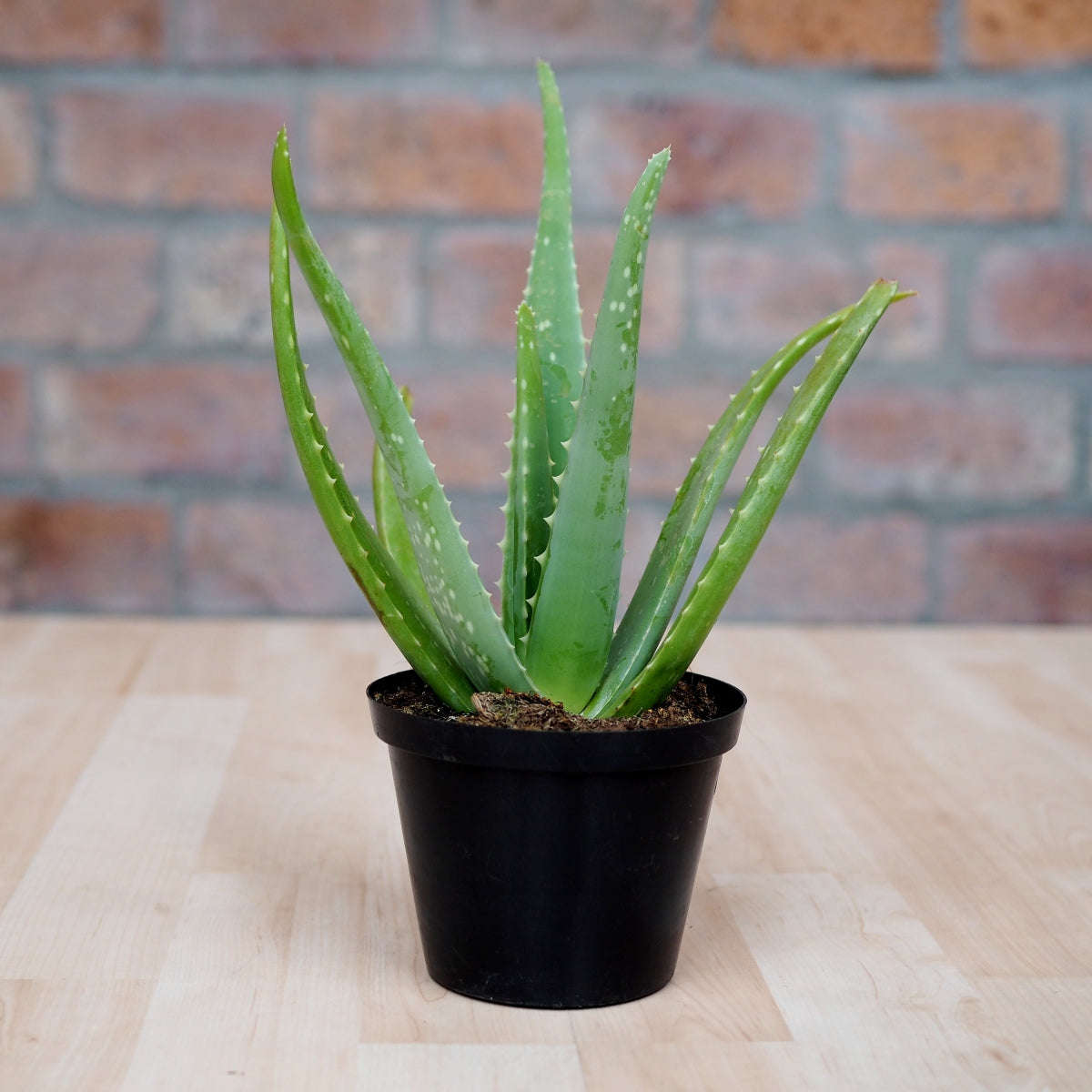 Aloe Vera - 12cm Nursery Pot
