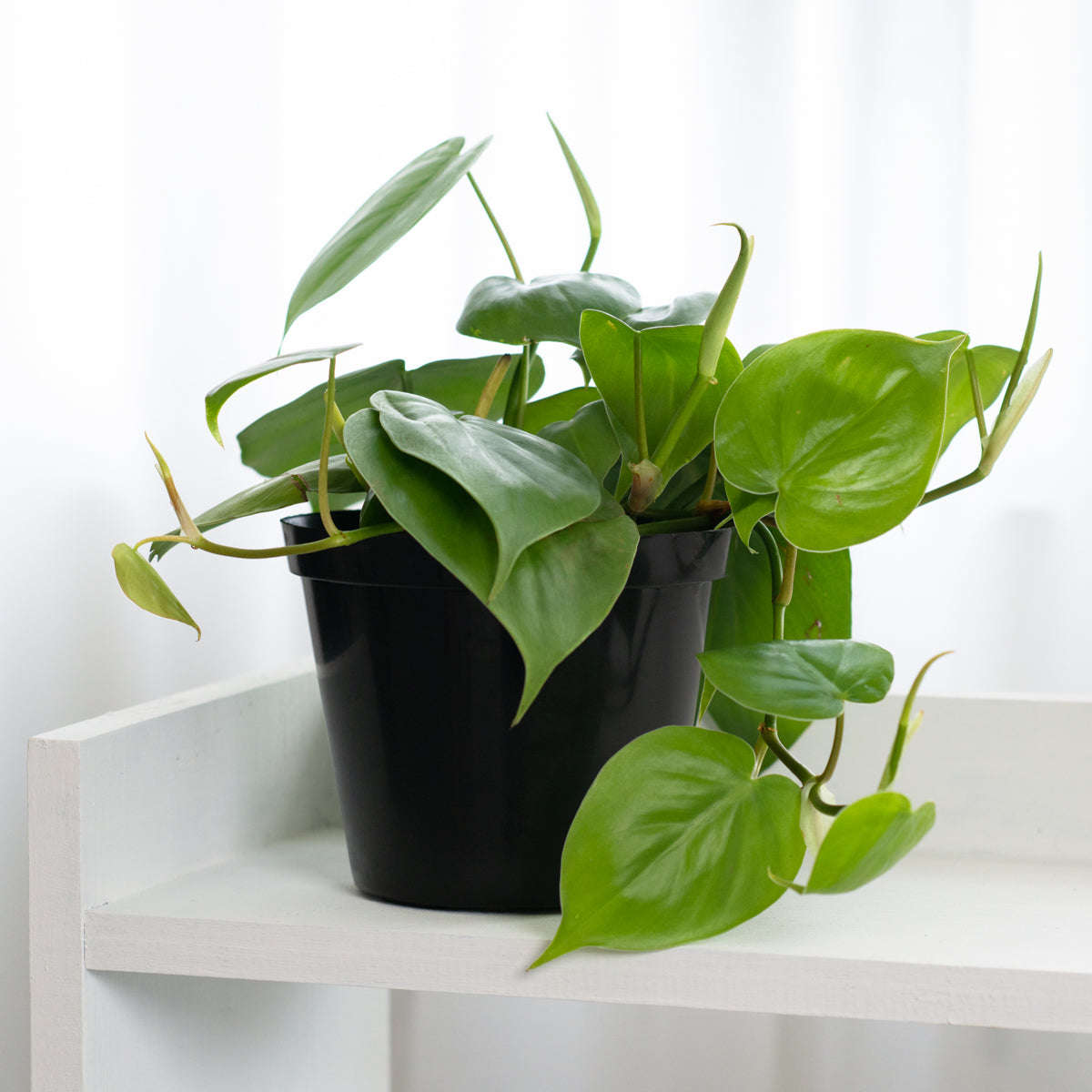 Heart Leaf Philodendron - in 15cm Nursery Pot