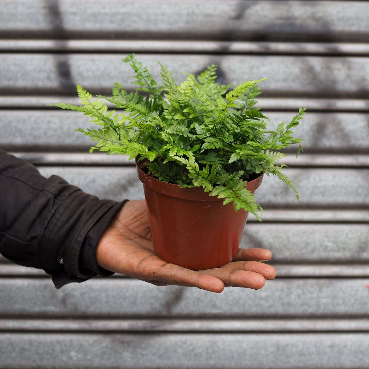 Lady Fern - 12cm Nursery Pot