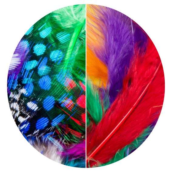 Feathers - Guinea Fowl Feathers - Assorted colours