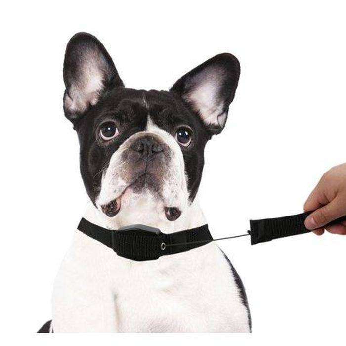 2-in-1 Retractable Leash And Collar