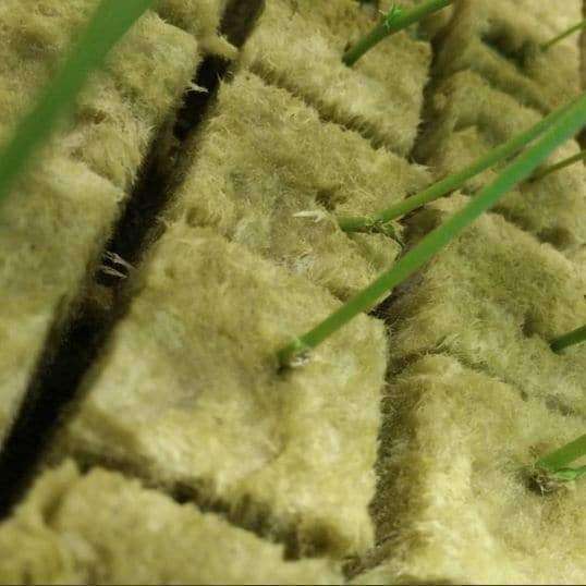 Rockwool Starter Plug