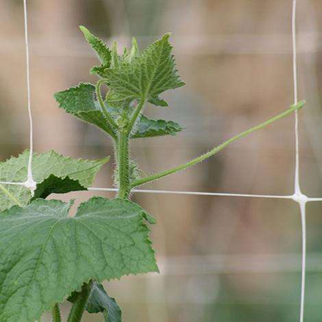 Scrog Net - Screen of Green